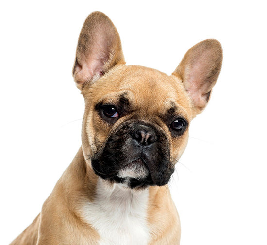 PHOTOWALL / Portrait of a French Bulldog (e23874)