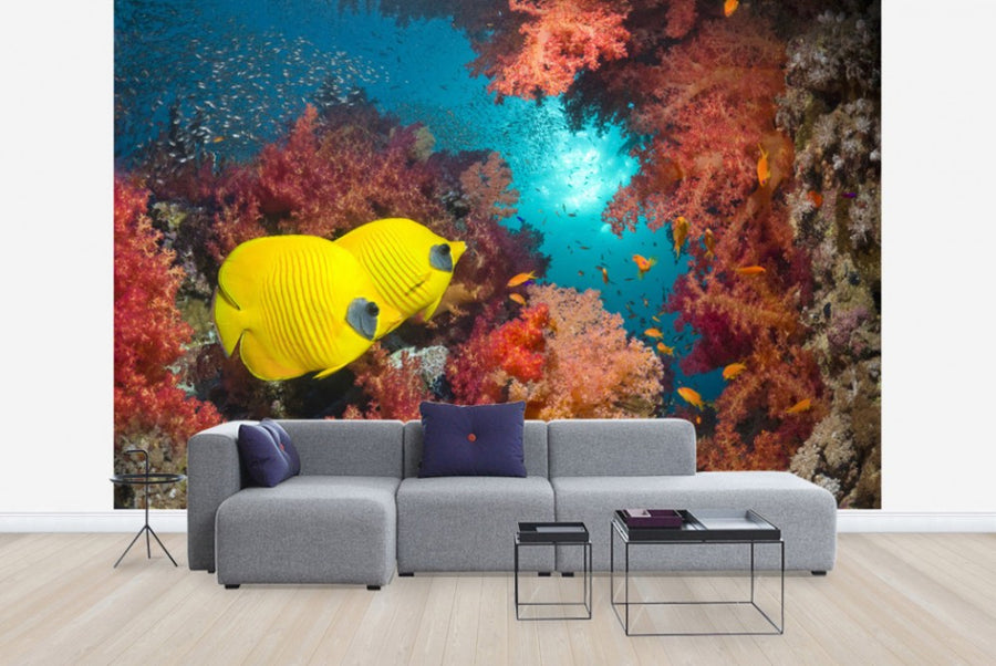 PHOTOWALL / Butterfly Fish and Red Corals (e23892)