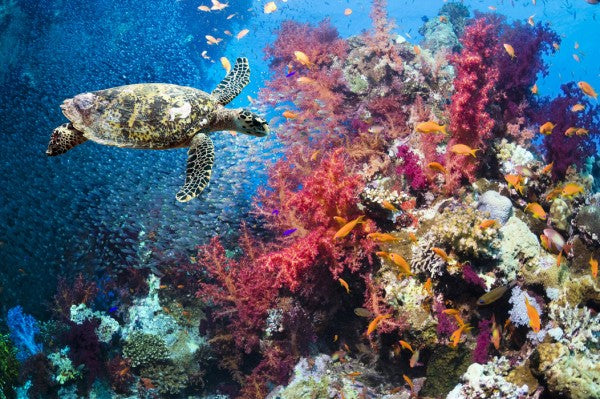 PHOTOWALL / Turtle and Corals (e23927)