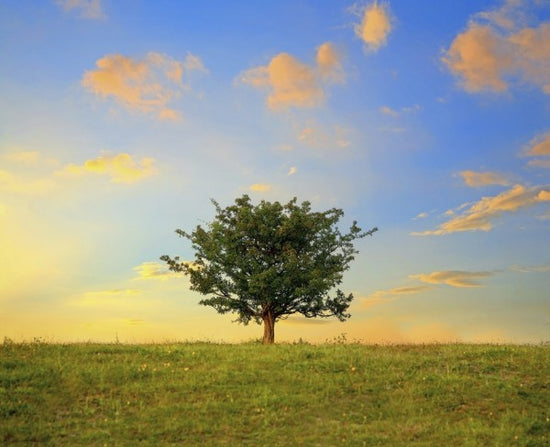 PHOTOWALL / Hawthorn Tree and Golden Clouds (e23932)