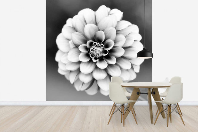 PHOTOWALL / Dahlia (e24045)