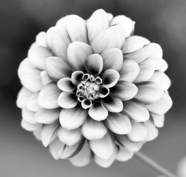 PHOTOWALL / Dahlia (e24045)