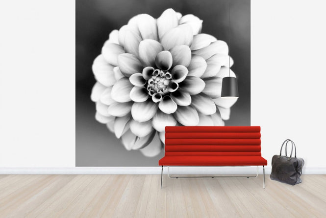 PHOTOWALL / Dahlia (e24045)