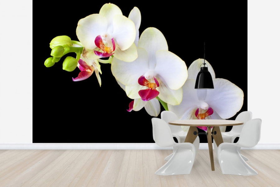 PHOTOWALL / White Orchids on Black Background (e24047)