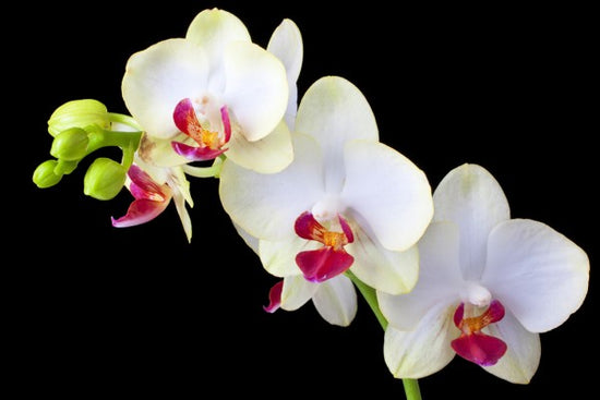 PHOTOWALL / White Orchids on Black Background (e24047)