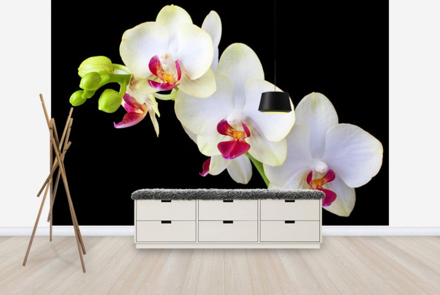 PHOTOWALL / White Orchids on Black Background (e24047)