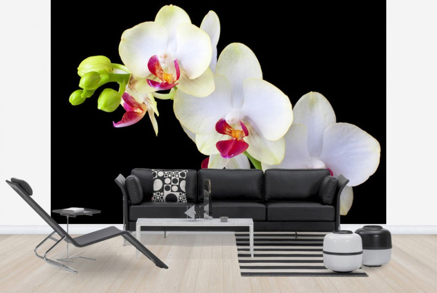 PHOTOWALL / White Orchids on Black Background (e24047)