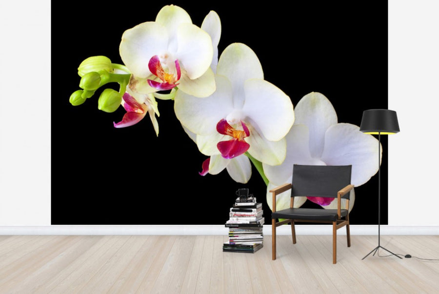 PHOTOWALL / White Orchids on Black Background (e24047)