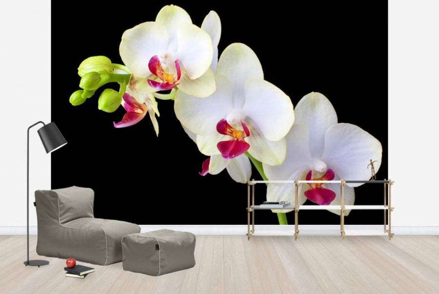 PHOTOWALL / White Orchids on Black Background (e24047)