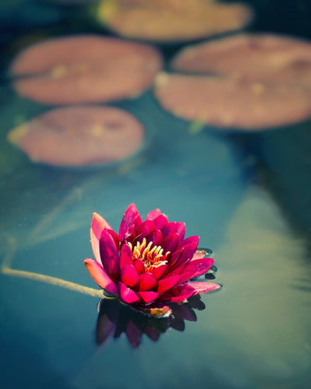 PHOTOWALL / Lotus in Lake (e24048)