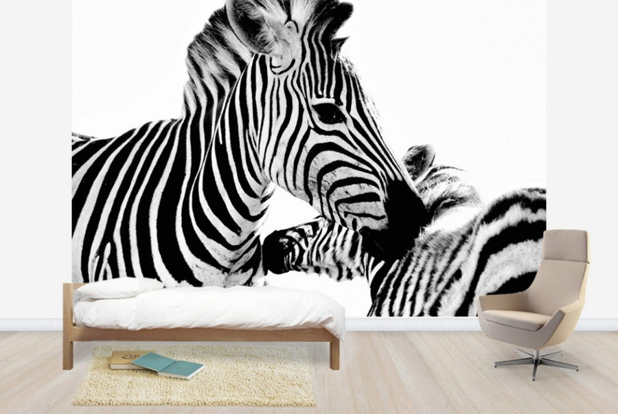 PHOTOWALL / Cuddling Zebras (e24071)
