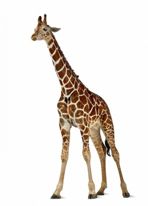 PHOTOWALL / Young Giraffe (e24072)