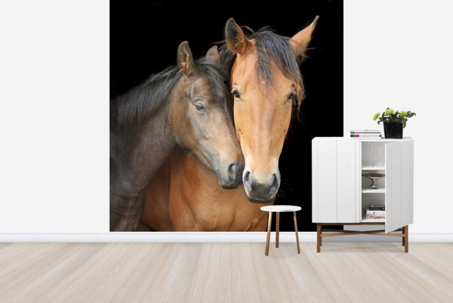 PHOTOWALL / Horse and Foal (e24073)