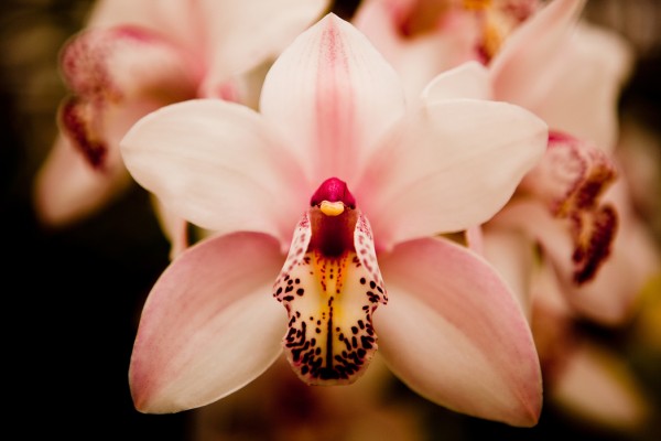 PHOTOWALL / Deep Cut Orchid (e24089)