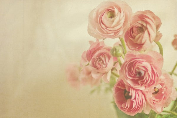 PHOTOWALL / Pink Ranunculus (e24090)