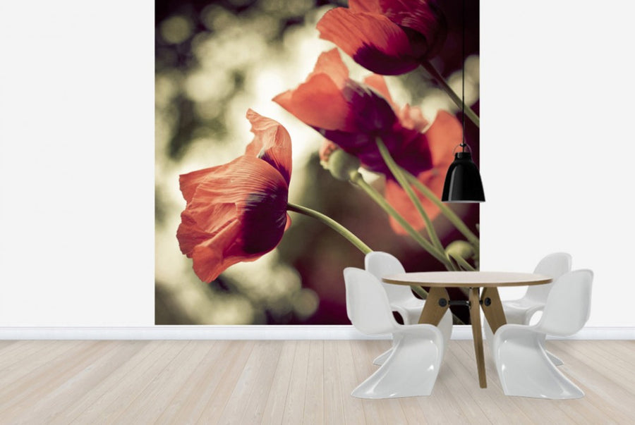 PHOTOWALL / Beautiful Poppies (e24091)