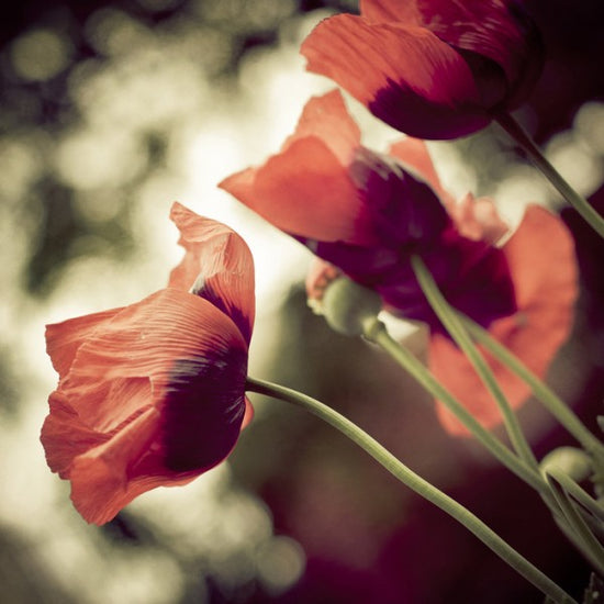PHOTOWALL / Beautiful Poppies (e24091)