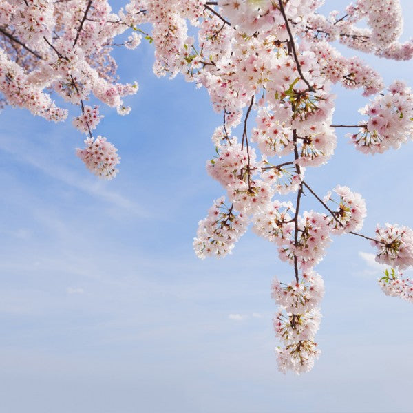 PHOTOWALL / Under a Cherry Tree (e24094)