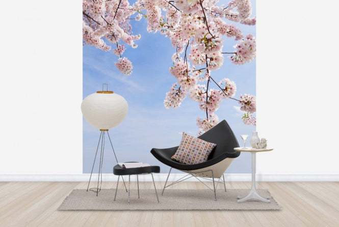 PHOTOWALL / Under a Cherry Tree (e24094)