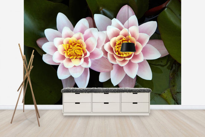 PHOTOWALL / Pair of Water Lilys (e24096)