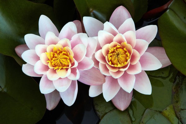 PHOTOWALL / Pair of Water Lilys (e24096)