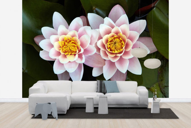 PHOTOWALL / Pair of Water Lilys (e24096)