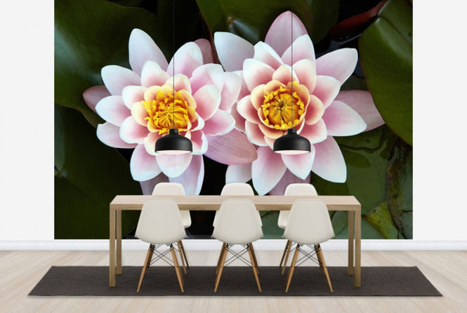 PHOTOWALL / Pair of Water Lilys (e24096)