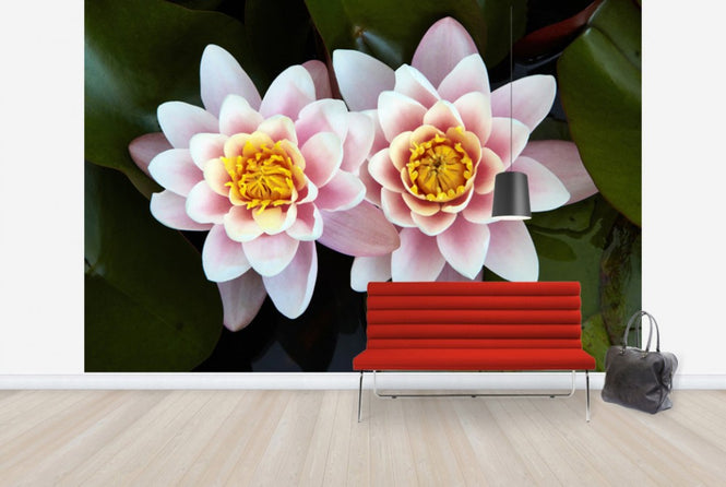PHOTOWALL / Pair of Water Lilys (e24096)