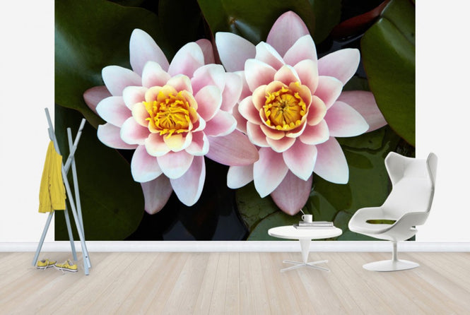 PHOTOWALL / Pair of Water Lilys (e24096)