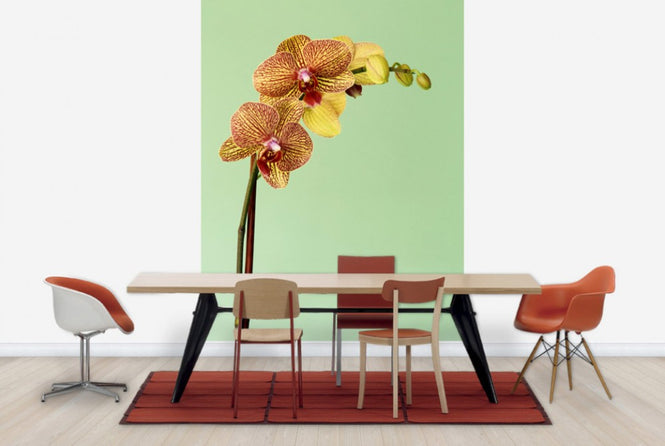 PHOTOWALL / Yellow Phalaenopsis Orchid (e24098)