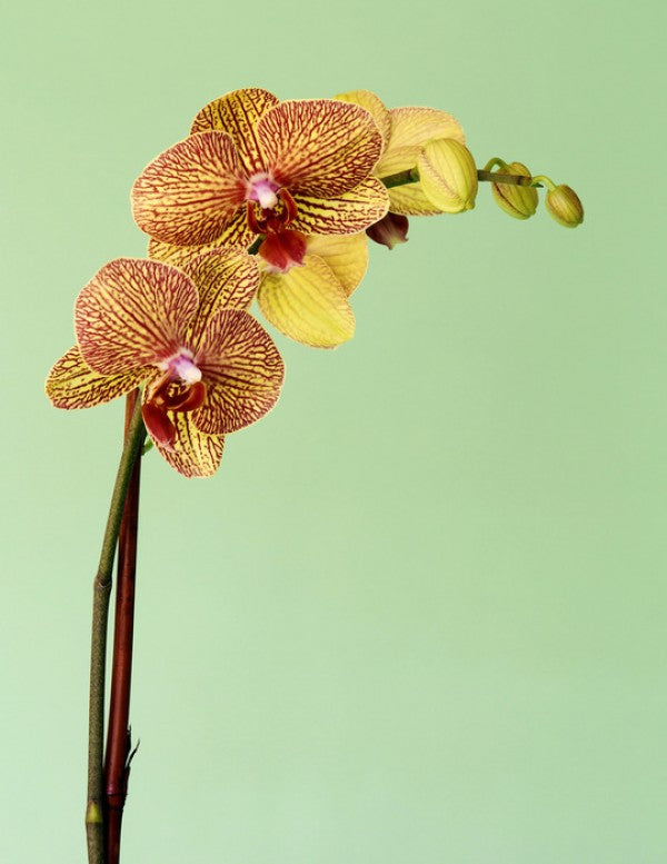 PHOTOWALL / Yellow Phalaenopsis Orchid (e24098)