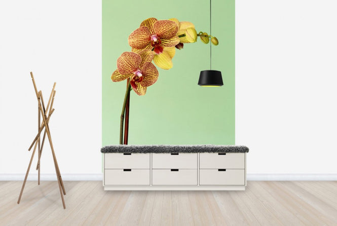 PHOTOWALL / Yellow Phalaenopsis Orchid (e24098)