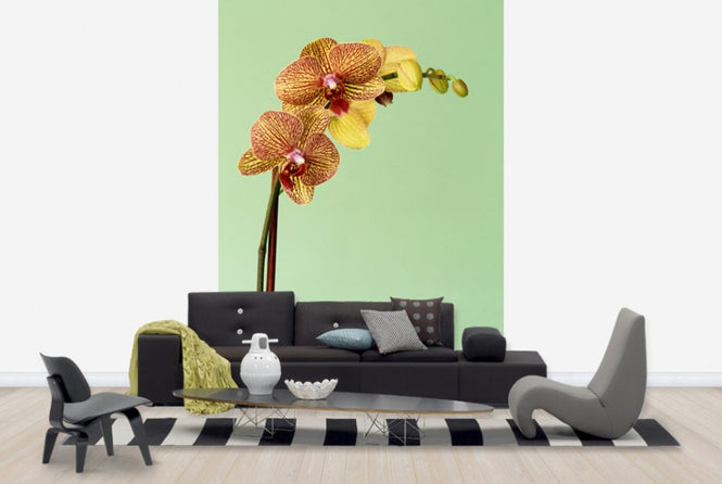 PHOTOWALL / Yellow Phalaenopsis Orchid (e24098)