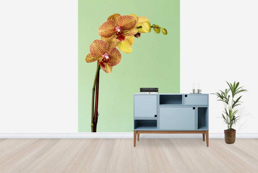 PHOTOWALL / Yellow Phalaenopsis Orchid (e24098)