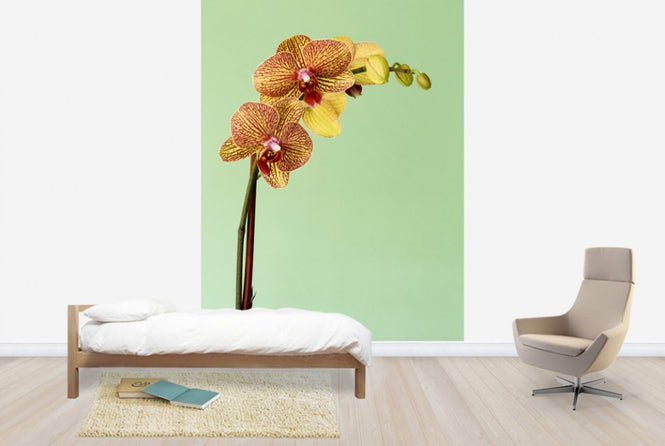 PHOTOWALL / Yellow Phalaenopsis Orchid (e24098)
