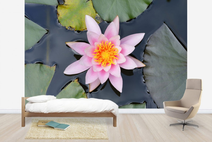 PHOTOWALL / Pink Water Lily from Above (e24100)