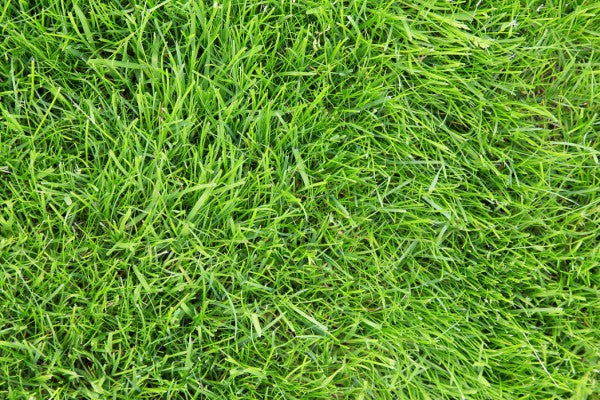 PHOTOWALL / Fresh Green Grass (e24101)