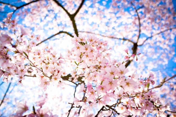 PHOTOWALL / Weeping Cherry Tree (e24104)