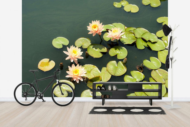 PHOTOWALL / Pond with Pale Pink Water Lilys (e24105)