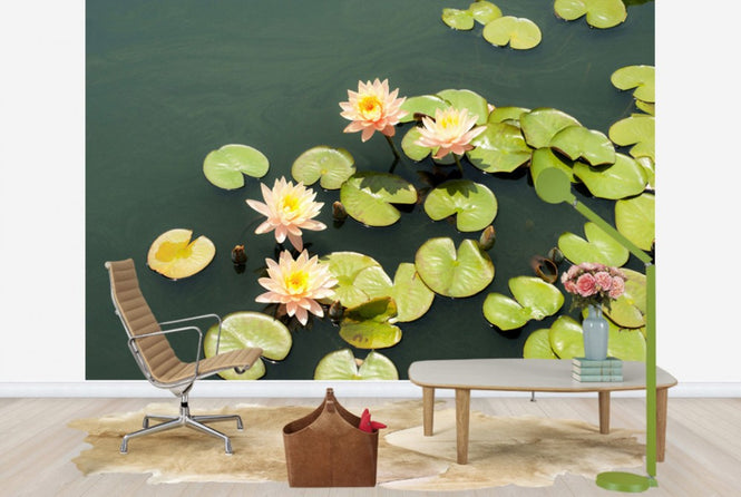 PHOTOWALL / Pond with Pale Pink Water Lilys (e24105)
