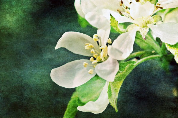 PHOTOWALL / Apple Blossom (e24121)