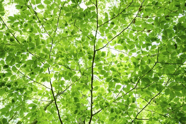 PHOTOWALL / Wall of Fresh Leaves (e24122)