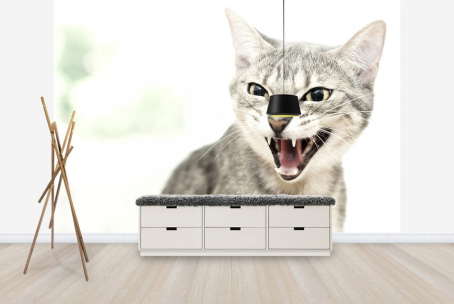 PHOTOWALL / Angry Cat (e24124)