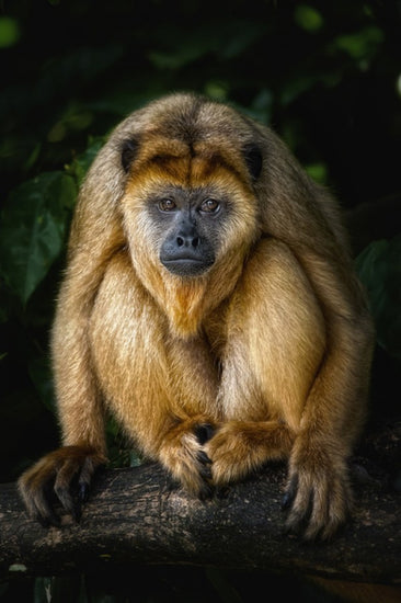 PHOTOWALL / Golden Monkey (e24133)