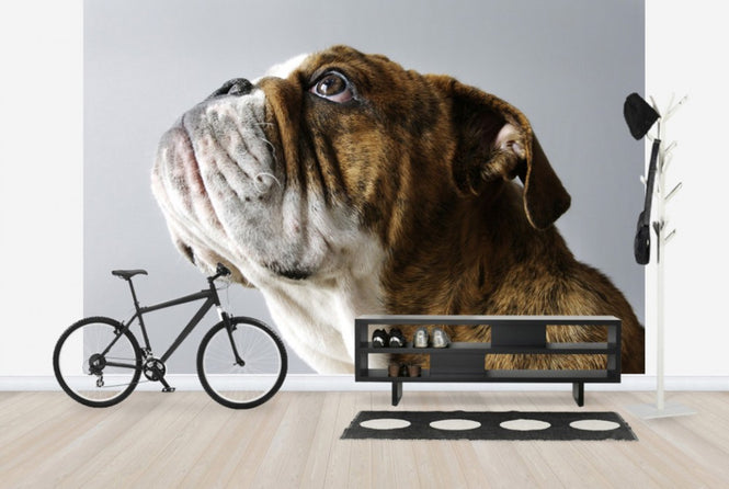 PHOTOWALL / English Bulldog (e24135)