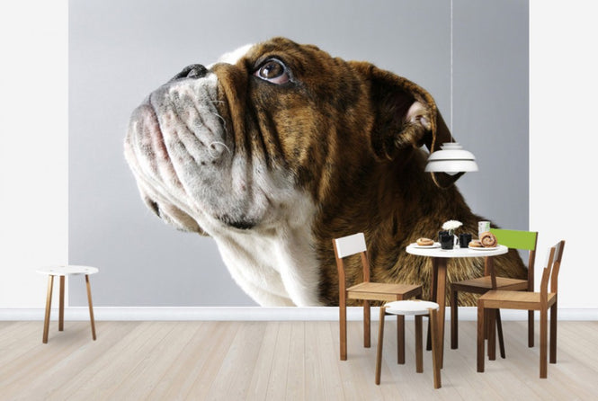 PHOTOWALL / English Bulldog (e24135)