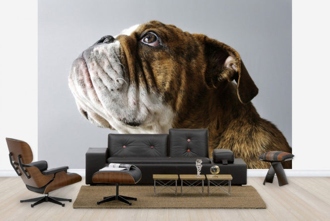 PHOTOWALL / English Bulldog (e24135)