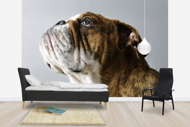 PHOTOWALL / English Bulldog (e24135)