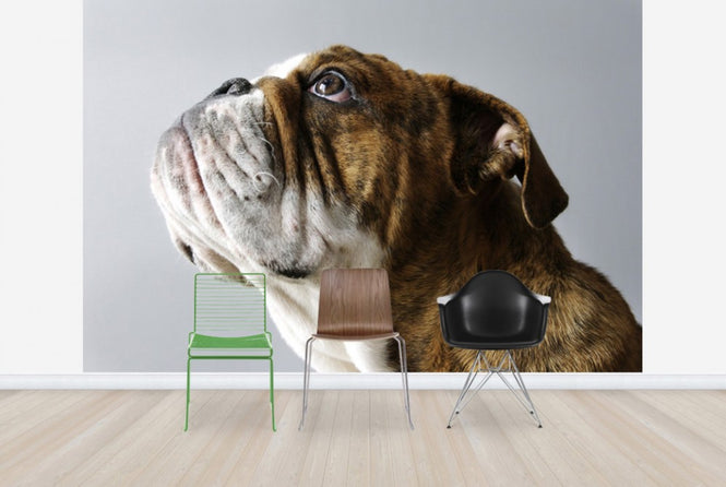PHOTOWALL / English Bulldog (e24135)