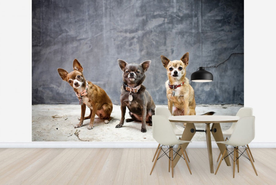 PHOTOWALL / Chihuahua Trio (e24136)